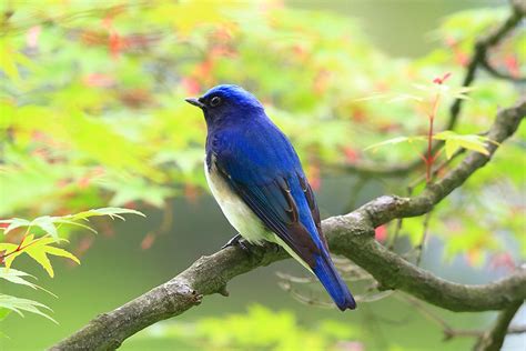 鳥 庭|野鳥図鑑 – BIRD FAN （日本野鳥の会）